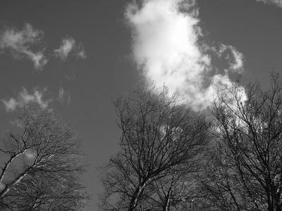 trees and sky.